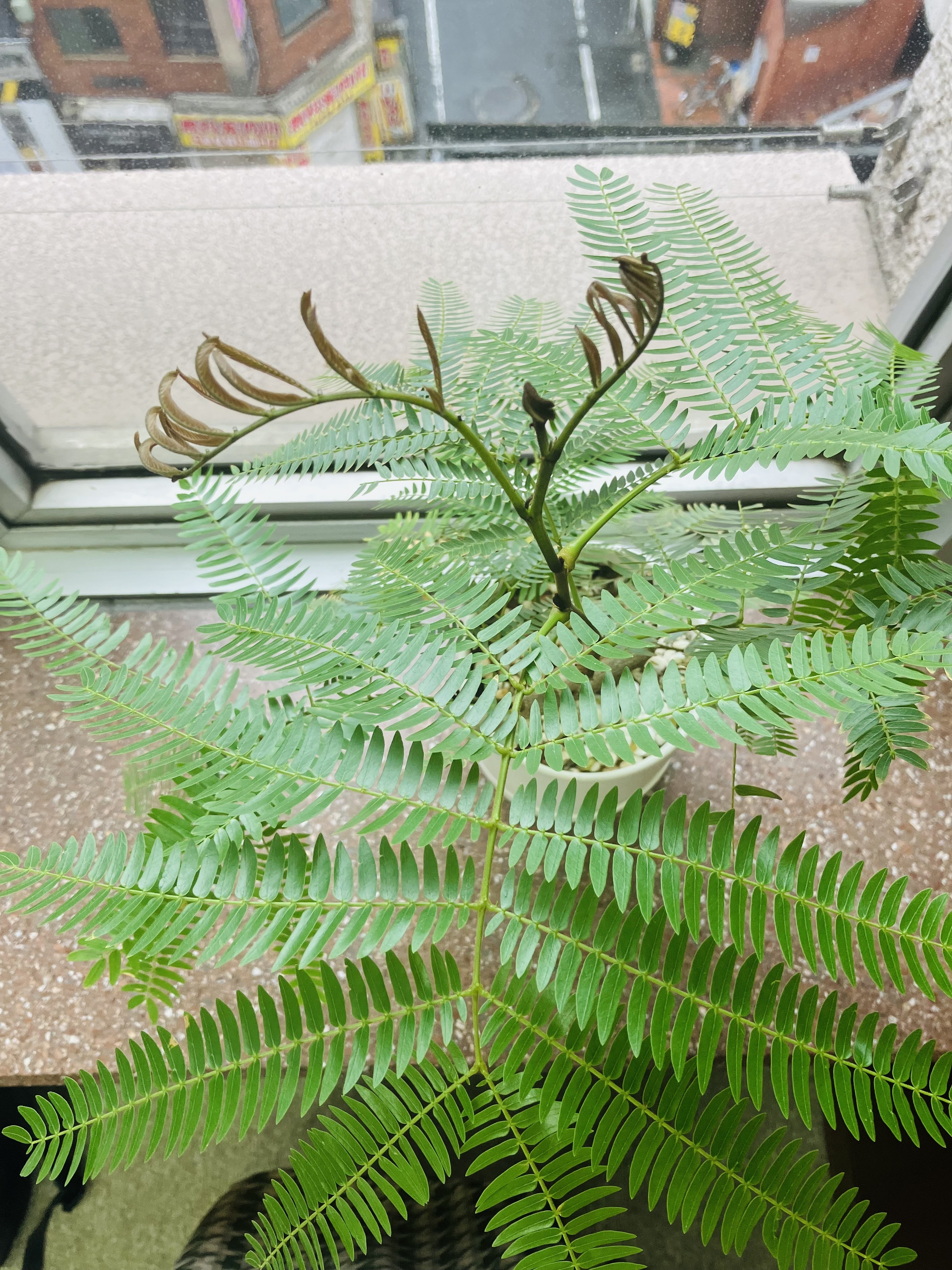 芽が開く