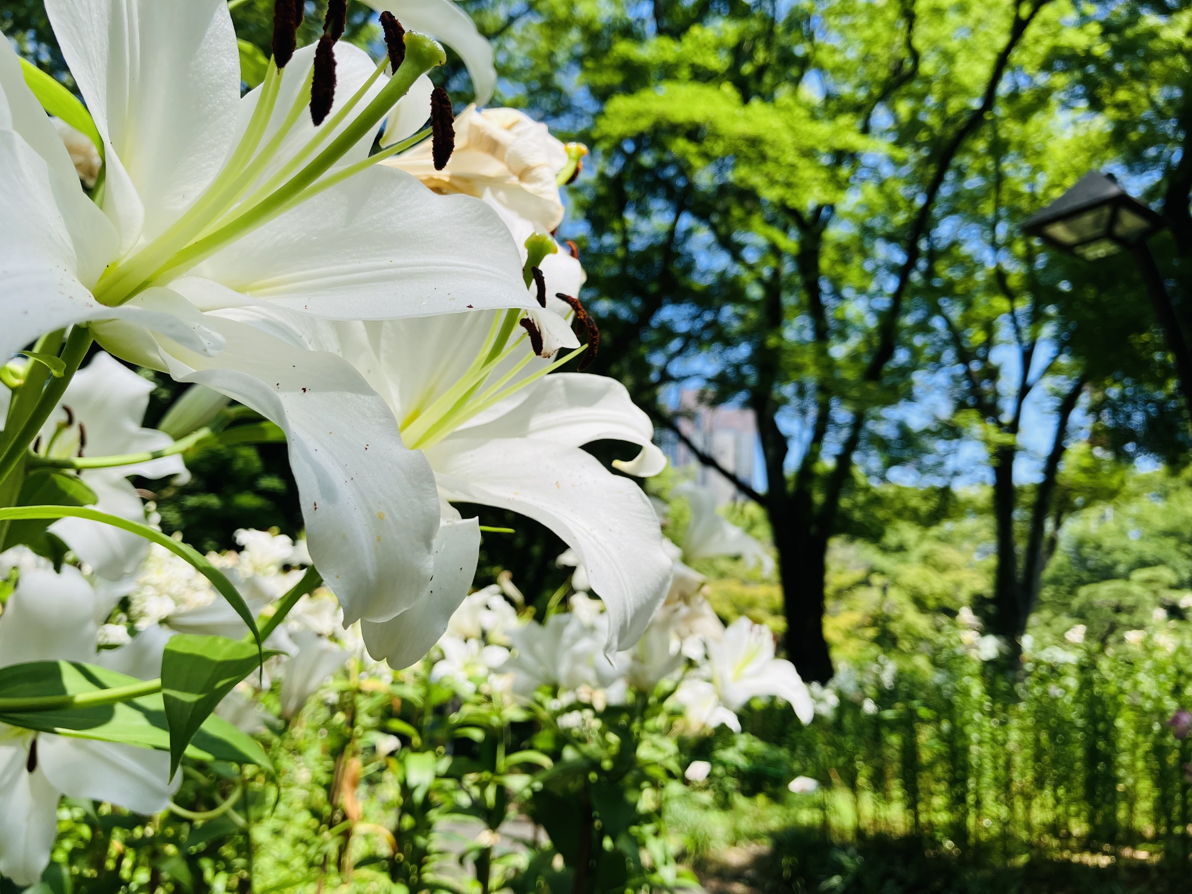 日比谷公園の百合の花