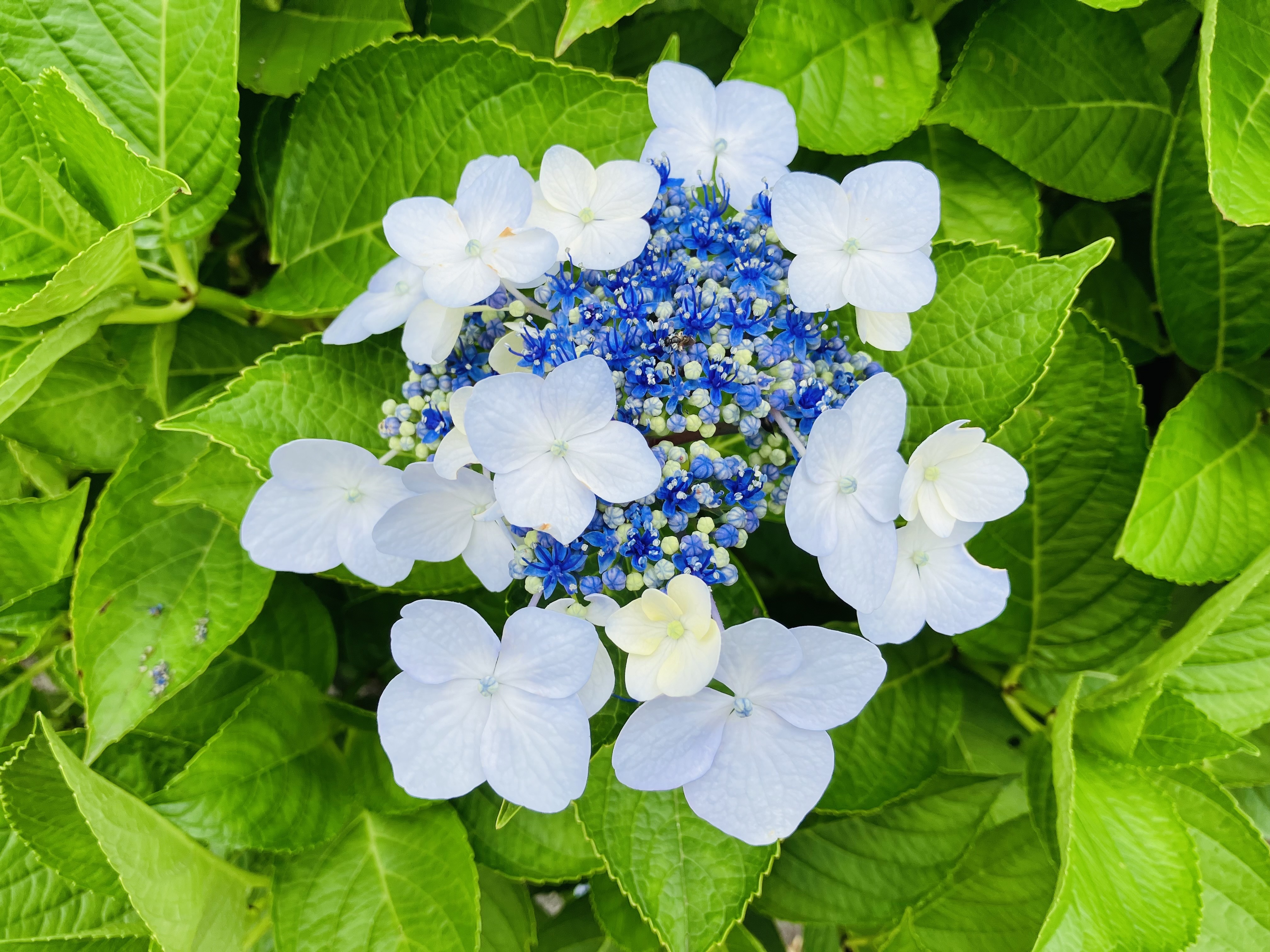 紫陽花の花