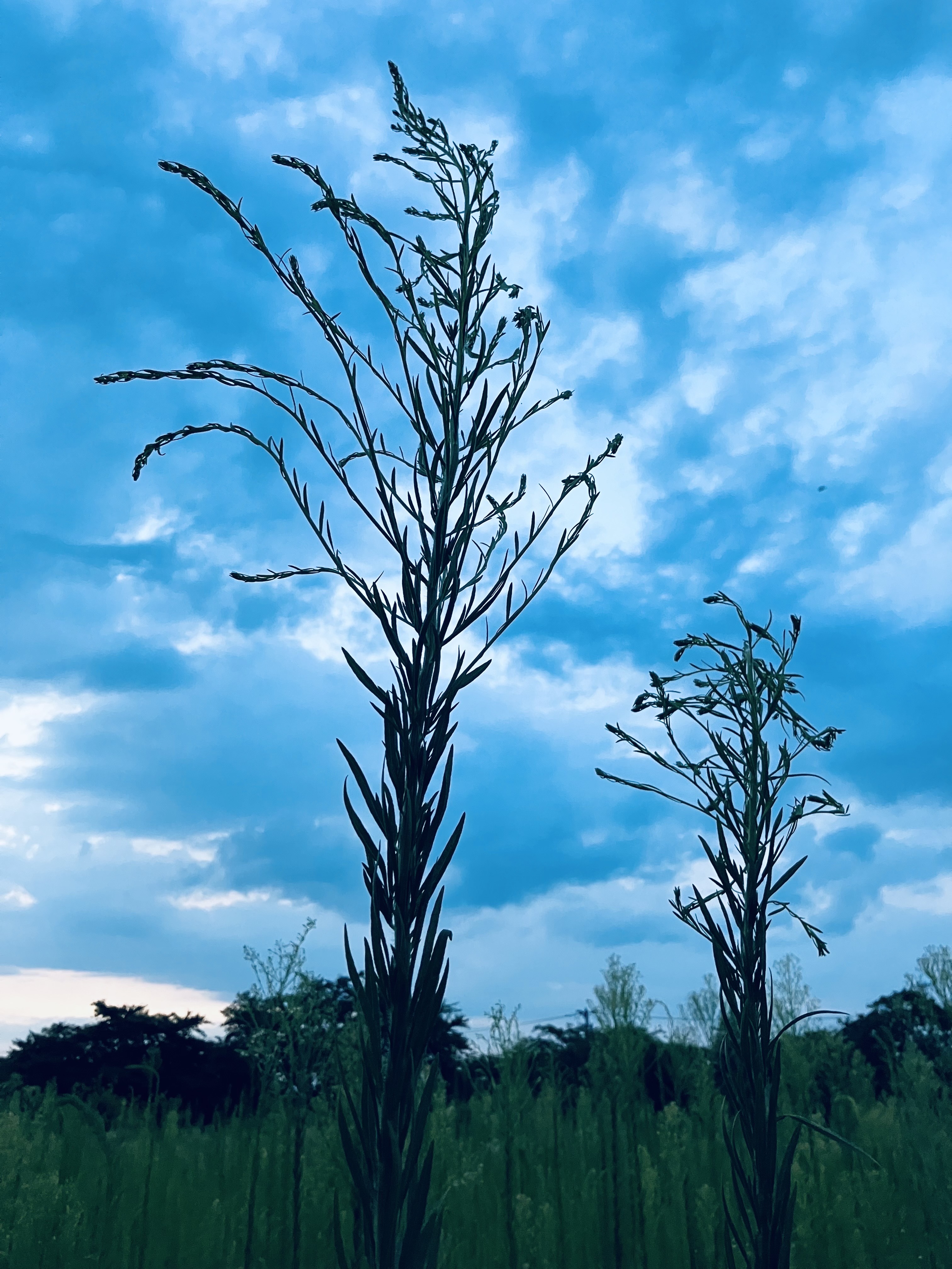 穂と空